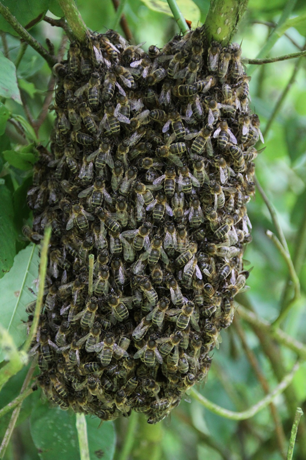 Honey Bee Swarms - Inverclyde Council