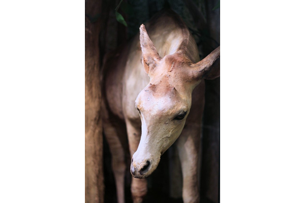 Okapia johnstonii (Okapi). This specimen was shot by Sir William Northrup McMillan (1872-1925). - 2001.235 - © McLean Museum and Art Gallery, Greenock