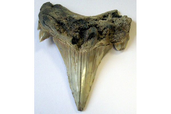 Otodus obliquus. Fossil fish tooth from Otodus obliquus discovered on the 25.4.1893 at 3.15 p.m. London Clay, Eocene system, Cliffs, north of Walton-on-Naze, Essex. - F275 - © McLean Museum and Art Gallery, Greenock