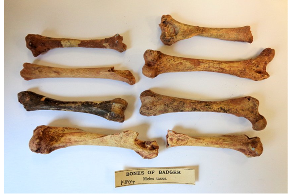 Bones of Meles taxus (Badger), originally excavated by William Pengelly (1812-1894) as part of his investigation of Happaway Cave at Torquay, Devon. - F804 - © McLean Museum and Art Gallery, Greenock