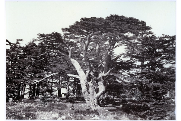 The Largest of the Cedars, Mount Lebanon by Francis Frith (1822-1898) - Albumen print on paper - 15.9 x 22.8 cm - 1858 - 2017.140.9 - © McLean Museum and Art Gallery, Greenock