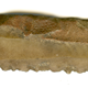 Sickle teeth in flint with serrated edges along one edge. Dating from the Early Dynastic Period 2920 BC - 2575 BC. Excavated at Abydos between 1899-1903 by Sir William Matthew Flinders Petrie (1853-1942) - 1981.1028 © McLean Museum and Art Gallery, Greenock.