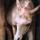 Okapia johnstonii (Okapi). This specimen was shot by Sir William Northrup McMillan (1872-1925). - 2001.235 - © McLean Museum and Art Gallery, Greenock