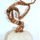 Nineteenth century shell and fibre necklace from Papua New Guinea collected by David M. Ballantine (1868-1909) - 1981.504 -  © McLean Museum and Art Gallery, Greenock.