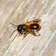 Masonry Bee