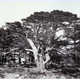 The Largest of the Cedars, Mount Lebanon by Francis Frith (1822-1898) - Albumen print on paper - 15.9 x 22.8 cm - 1858 - 2017.140.9 - © McLean Museum and Art Gallery, Greenock