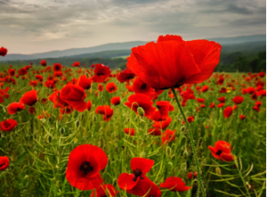 Services will take place across Inverclyde to mark Remembrance Sunday